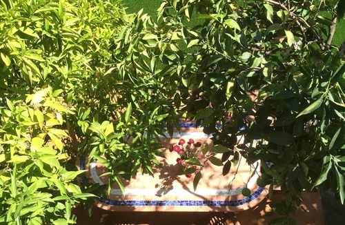 Argeles-sur-Mer House | Completely renovated house with swimming pool, garden, parking, A/C, in Argelès