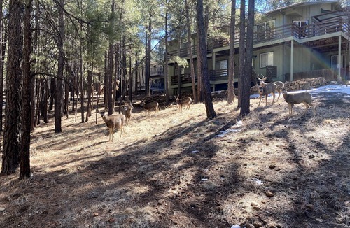 Flagstaff House | Continental Country Club- Quiet Neighborhood- 4 Bdrm with Central A/C, New Decks