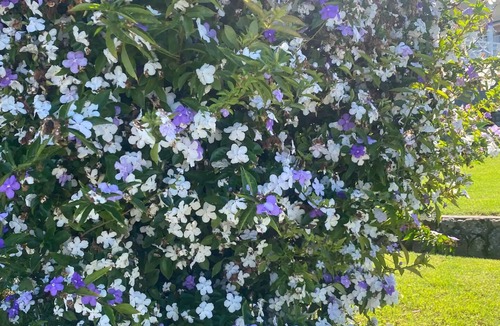 Cessnock House | Cooper Street close to everything !n