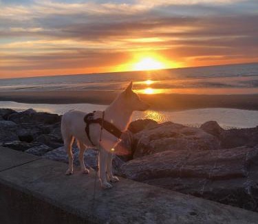 Armentieres House | Coquelicot