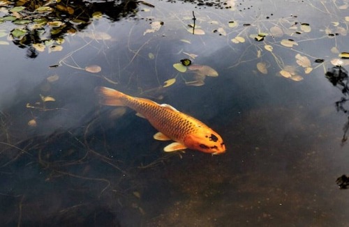 Denton Cabin | Cosy Country Hideaway