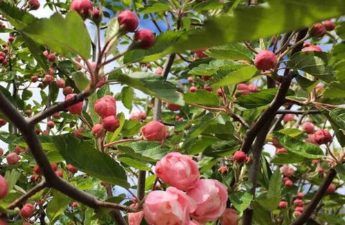 Talunga Cottage | Cosy Rustic Cottage - Adelaide Hills - Scenic Secluded