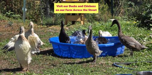 Anacortes House | Cottage by the Sea