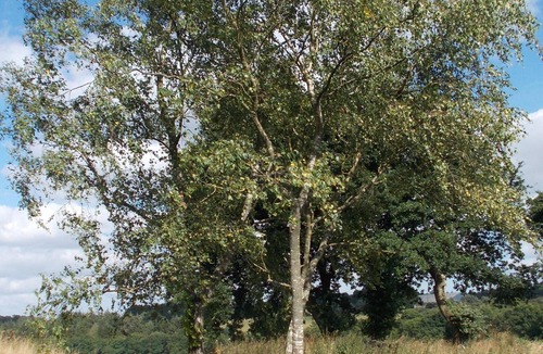 Kerpert House | Cottage - Central Brittany