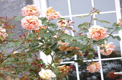 Saint-Mars-du-Desert Cottage | Cottage "Little Prince" .