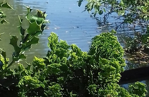 Chelles Apartment | Cottage on the river in a green setting