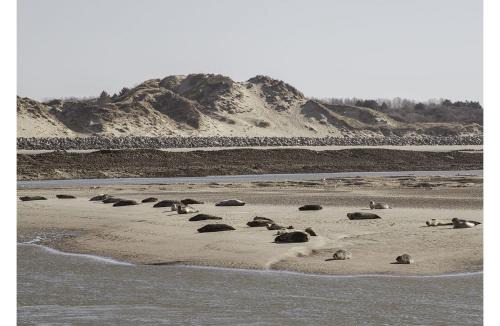 Merlimont-Plage House | cottage proche du bord de mer et au cœur des dunes