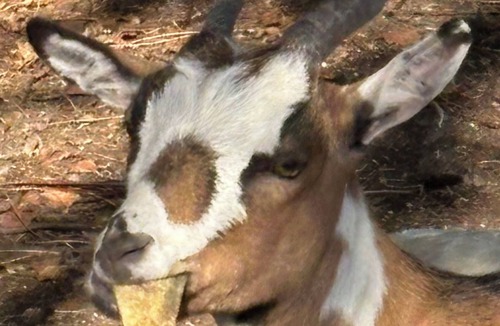 Cerans-Foulletourte Cottage | Country cottage