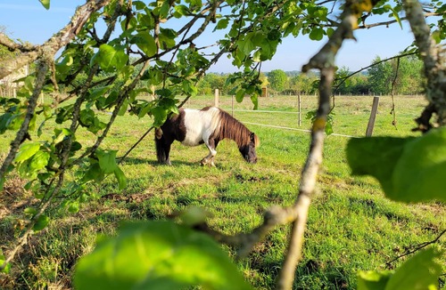 Bossay-sur-Claise House | Country cottage surrounded by horses with swimming pool