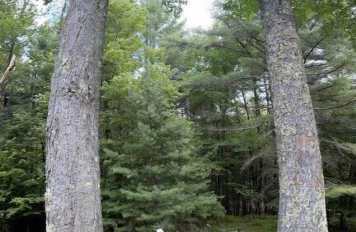 Woodridge House | Country Home with firepit, game room, swing set