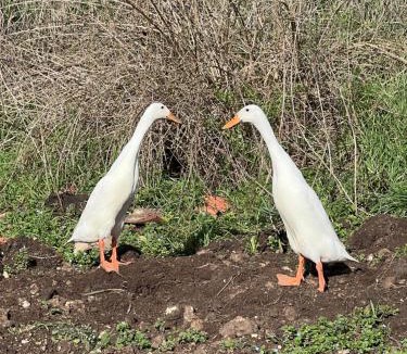 Sarlat-la-Caneda House | Countryside Views Near Sarlat - Goats, Ducks & Chickens - Farm Experience