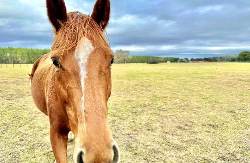 Reddick Apartment | Couples Cottage - Serene Getaway