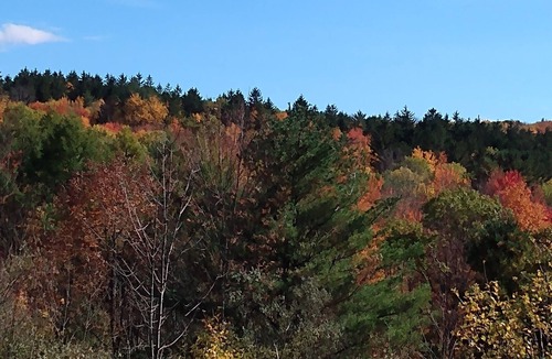 Dryden Cabin | Coyote's Den Rustic Cabin for Adventurous Camper