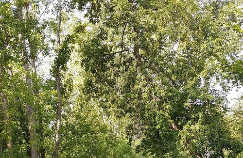 Aylmer Apartment | Cozy and beautiful flat, close to downtown Ottawa, many trees around