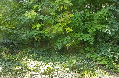 Aylmer Apartment | Cozy and beautiful flat, close to downtown Ottawa, many trees around