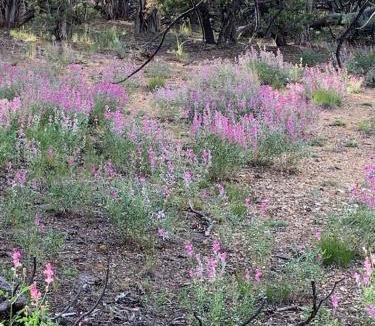 Duchesne House | Cozy Bell Tents Excellent for a Glamping Experience and Hiking in Duchesne, Utah