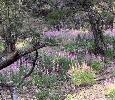 Duchesne House | Cozy Bell Tents Excellent for a Glamping Experience and Hiking in Duchesne, Utah