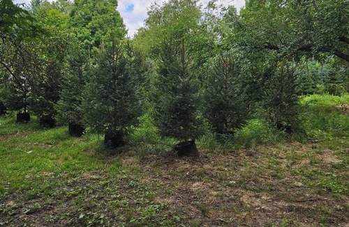 Bartlett RV Rental | Cozy brookside campsite 1