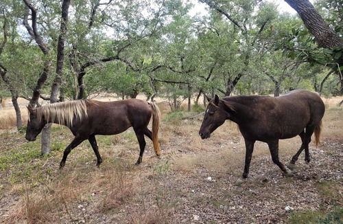 Bulverde Cabin | Cozy cabin in beautiful Bulverde Texas with AC, WiFi