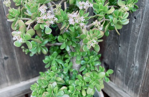 Nut Tree House | Cozy Mid-Century Inspired Suite; By Nut Tree Plaza