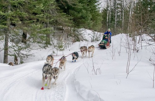 Hovland Cabin | Cozy Tiny Cabin - Off-Grid Experience with Sled Dogs Year 'round in Minnesota