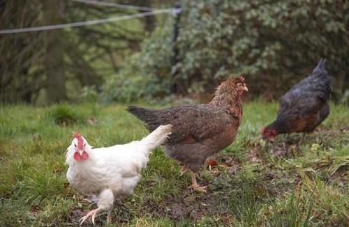 Strathblane House | Craigievern Cottage