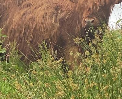 Strathblane House | Craigievern Cottage