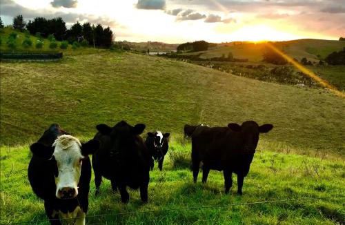 Warkworth Apartment | Creek Retreat