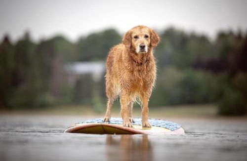 Dogwood Mountain House | Creekside Cabin - Pup-Friendly with AC