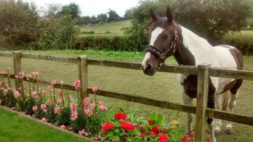 Rowlands Castle Bed & Breakfast | Cripple Creek Bed And Breakfast