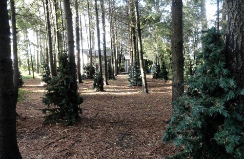 Mount Forest Cabin | Cute Cozy Tiny House Surrounded by Trees for a Unique Couples Escape in Mt Forest, Ontario
