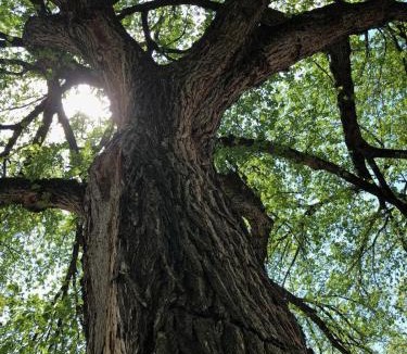 Central West End Villa | CWE Luxury La Maison Modern