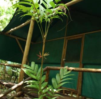 Cow Bay Cabin | Daintree Crocodylus