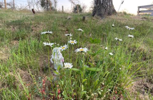 Aboyne Ski Chalet | Daisy Cabin