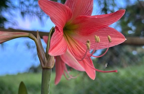 Tanjung Piandang House | DeAsmarra Homestay