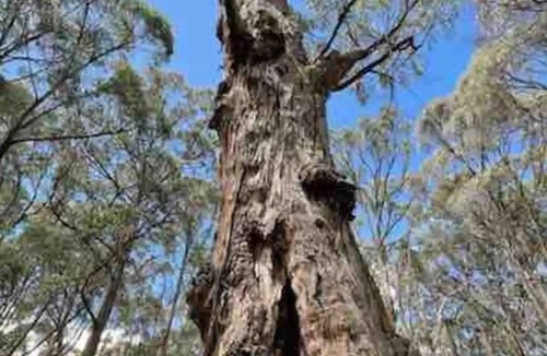 Dean House | DeAurora Cottage