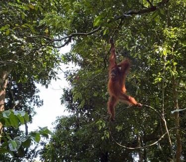 Bukit Lawang House | Dedek's Backpackers-Homestay Only Stay Here Book Trekking With Us!
