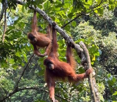 Bukit Lawang House | Dedek's Backpackers-Homestay Only Stay Here Book Trekking With Us!