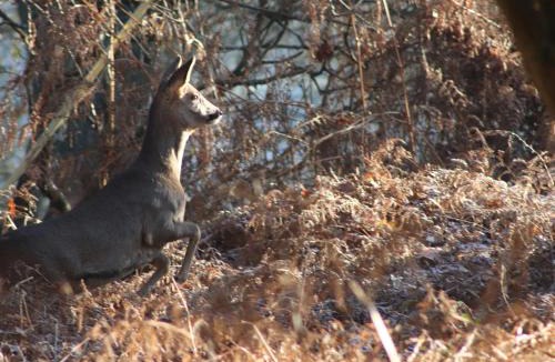 Wimborne House | Deer Lodge