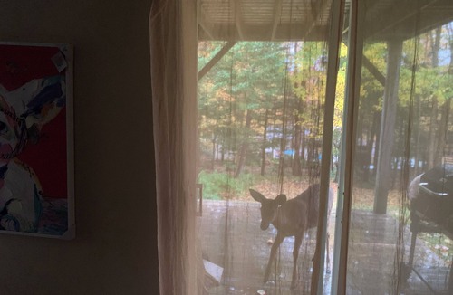 Quispamsis Apartment | Deer Paradise in Quispamsis New Brunswick w/artist studio
