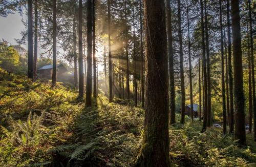 Herodsfoot Resort | Deerpark Cabins, Cornwall - Forest Holidays