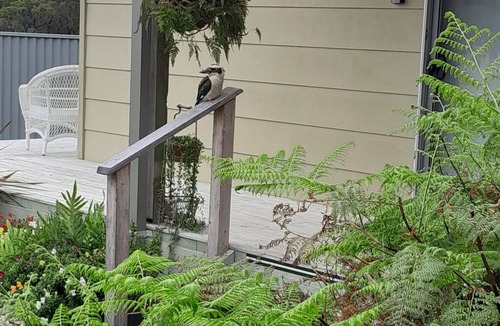 Mallacoota Apartment | Delightful studio located in a koala corridor