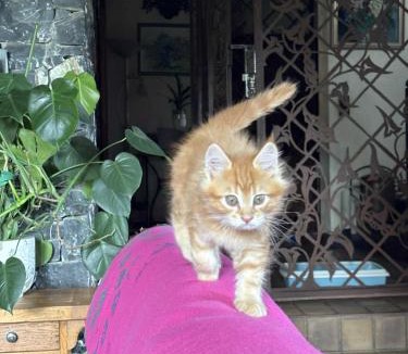 Viviers-du-Lac Bed & Breakfast | Demeure d'hôtes Les Irisynes