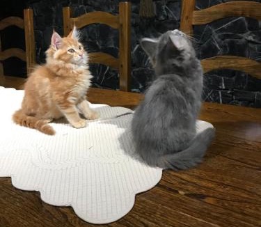 Viviers-du-Lac Bed & Breakfast | Demeure d'hôtes Les Irisynes