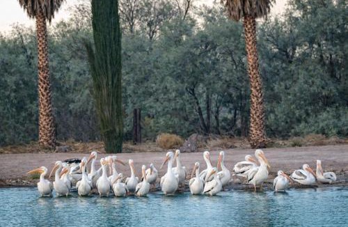 Newberry Springs Cabin | Desert Lakeside Resort