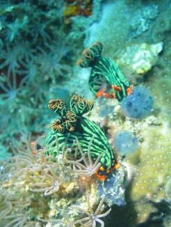 Purwakerti Hotel | Dhita Bila Bungalows & Dive