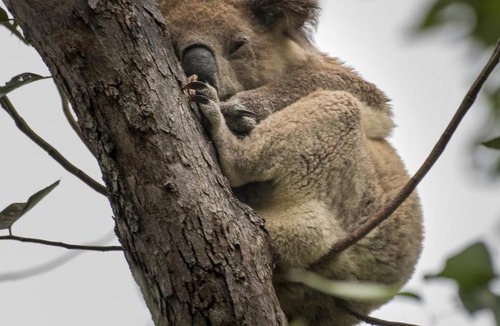 Dunbogan Other | Diamond Waters Caravan Park