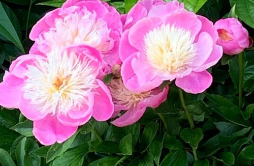 Pewsey Bed & Breakfast | Disabled friendly BnB with gorgeous garden