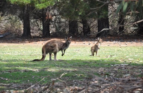 McDonald Cabin | Discovery Parks - Kangaroo Island