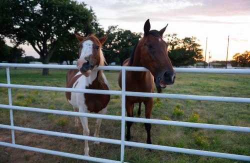 Era House | Dog-Friendly Texas Ranch w/Patio, Horses On-Site